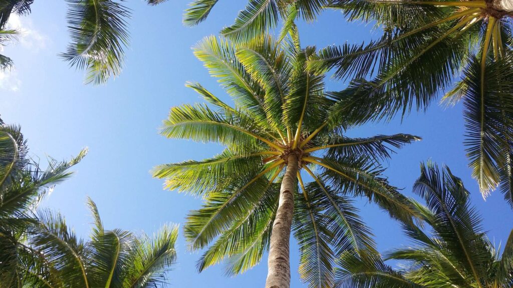 palm springs tree